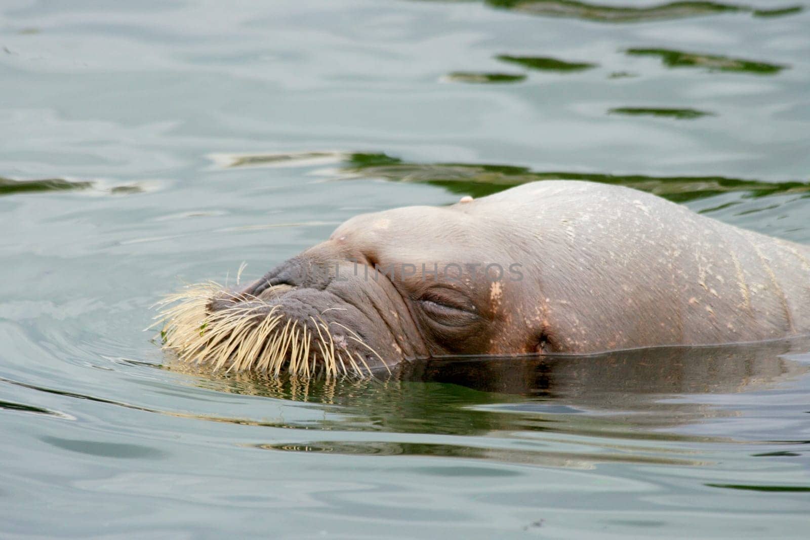 The walrus (Odobenus rosmarus) is a species of seal, which occurs in the cold seas of the northern hemisphere.