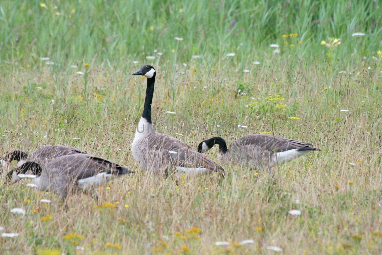 Several Canada geese (Branta canadensis) on the grazing in a meadow .
