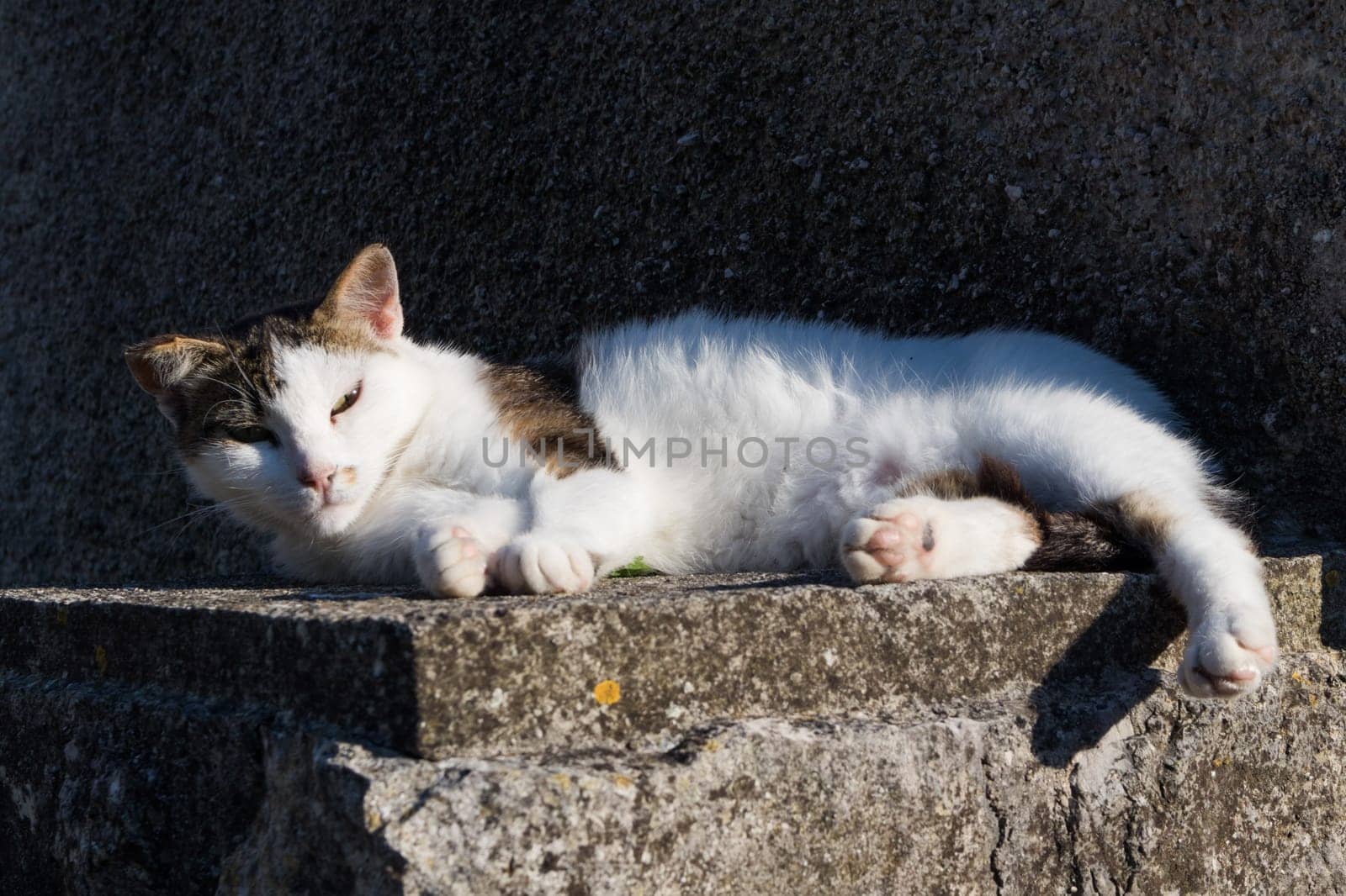 Sleepy cute domestic white cat lying on cement wall in front of house looking in camera.