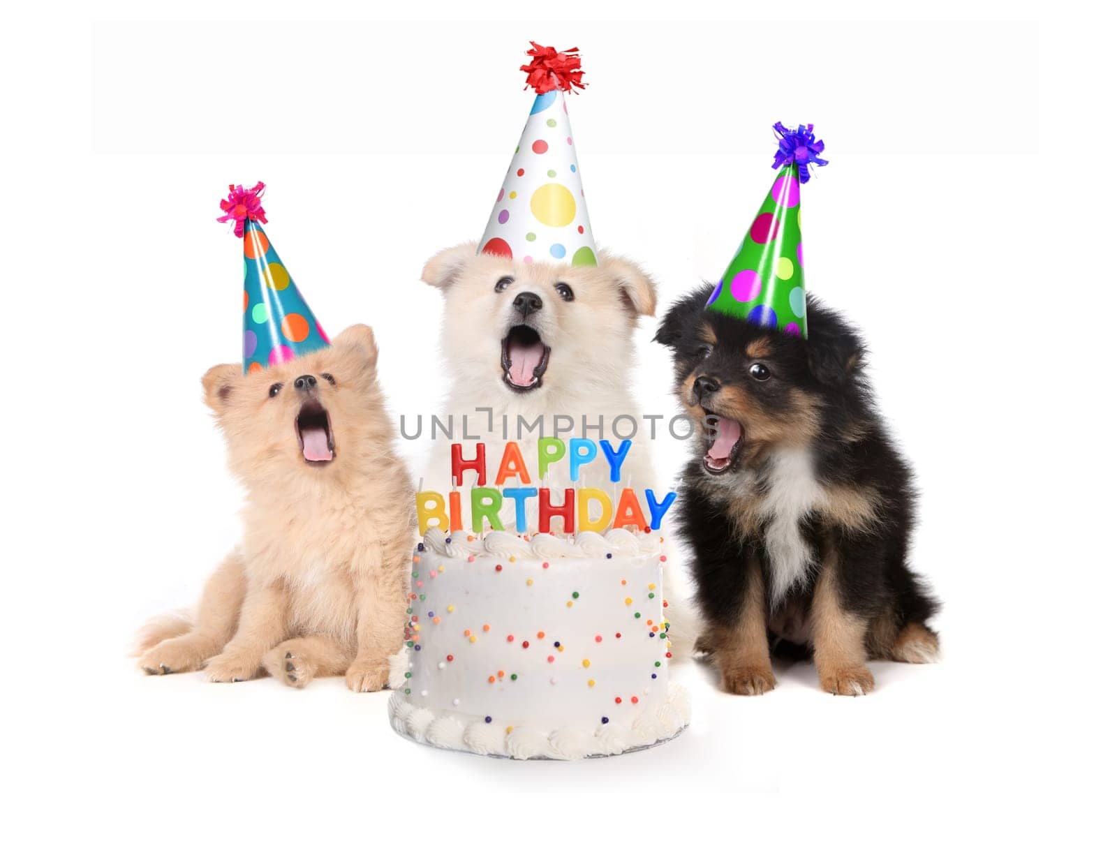 Humorous Puppies Singing Happy Birthday Song With Cake