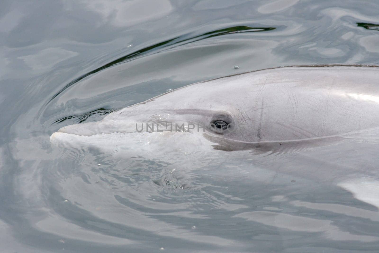 A detail shot of a dolphin (Delphinidae).
