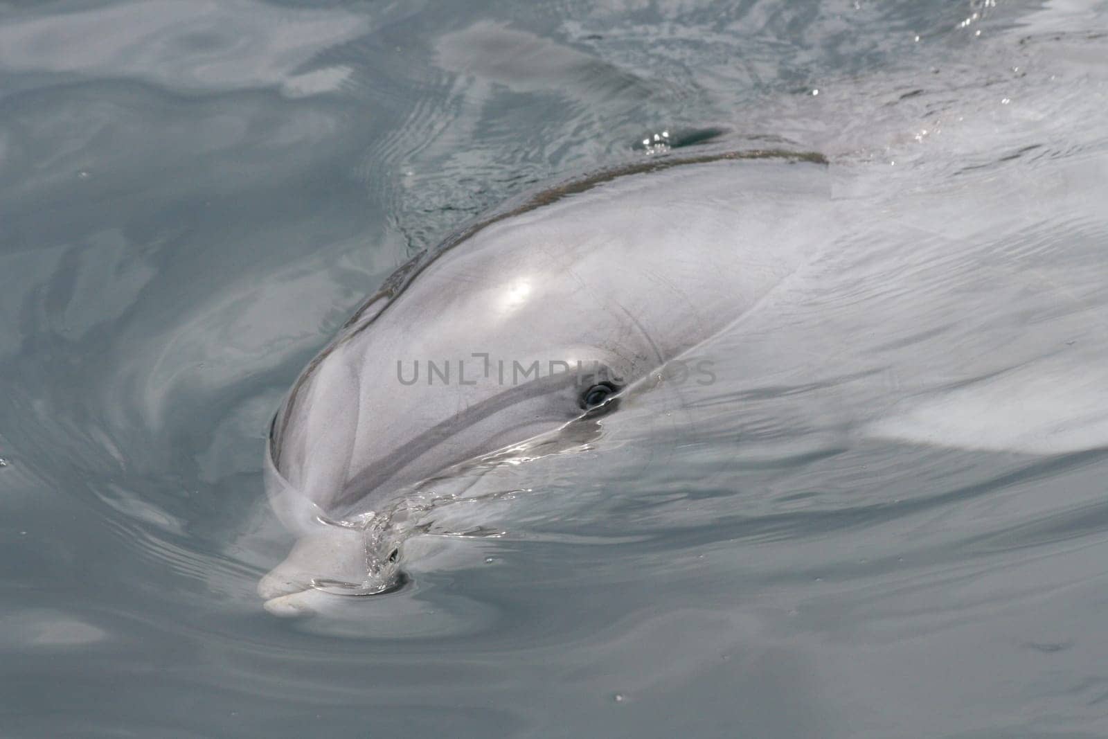 A detail shot of a dolphin (Delphinidae).