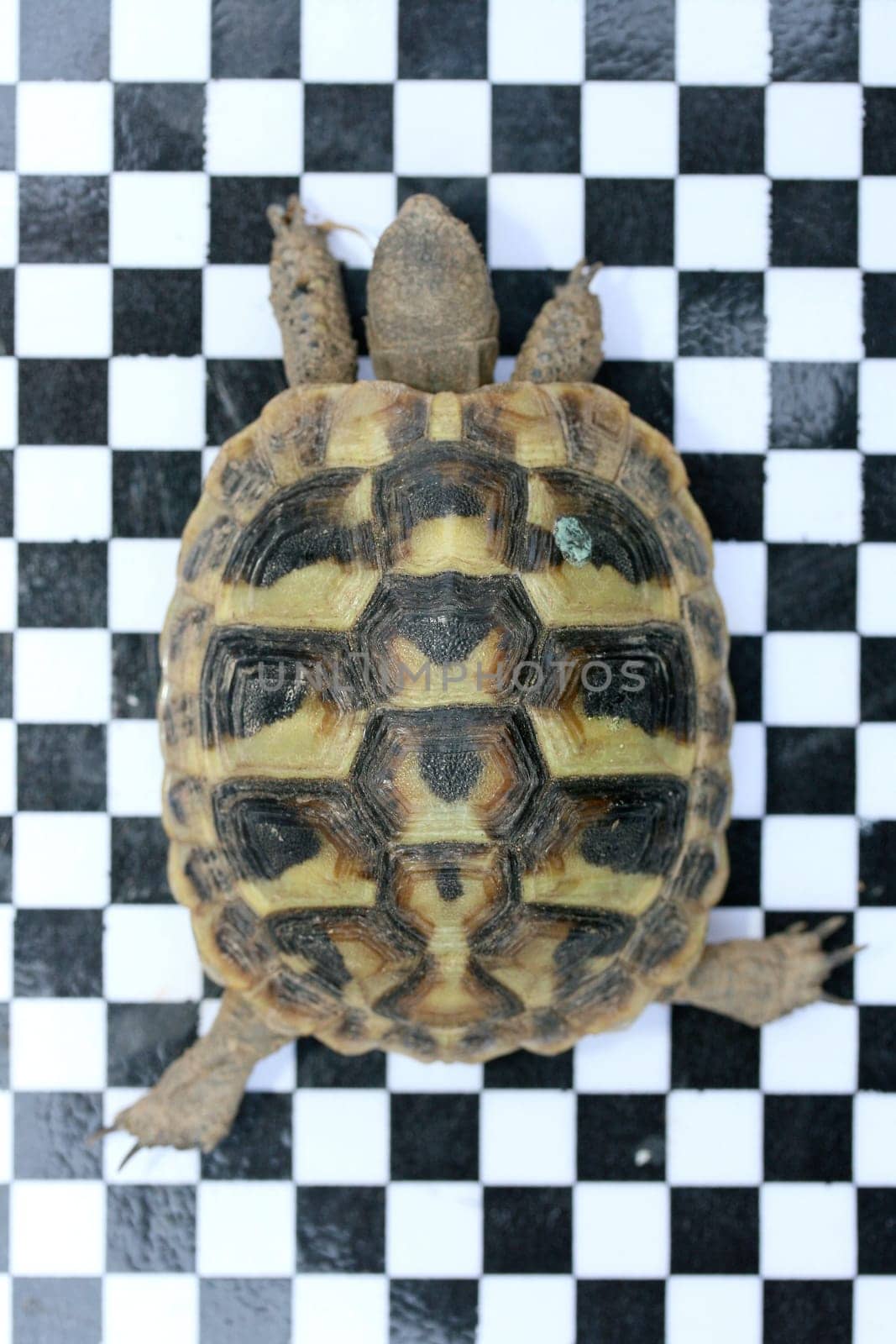 Hermann's tortoise (Testudo hermanni boettgeri) a standing protected species of turtle.