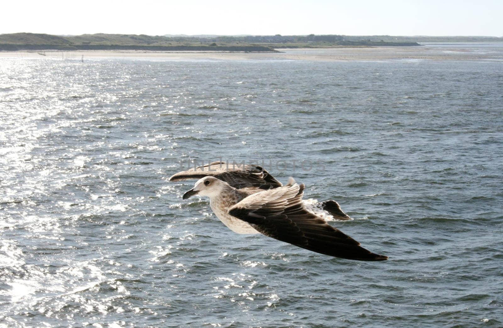 a close-up of a flying gull, with blue sky background