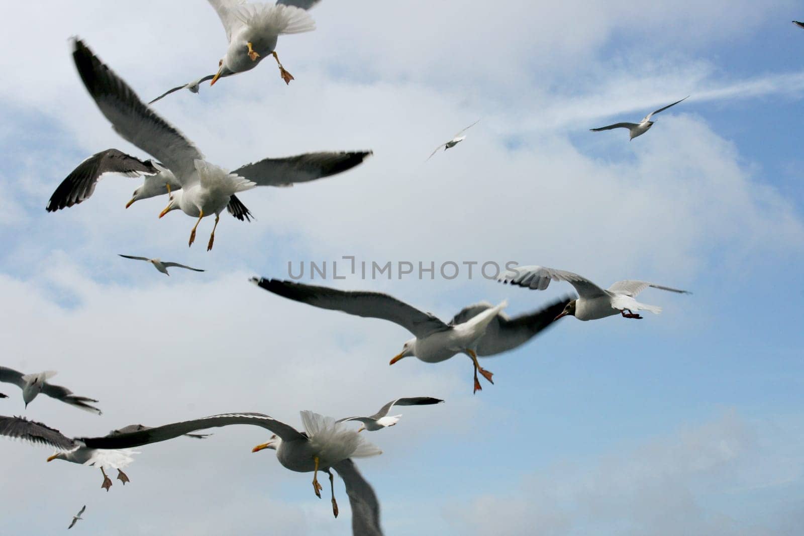 a close-up of a flying gull, with blue sky background