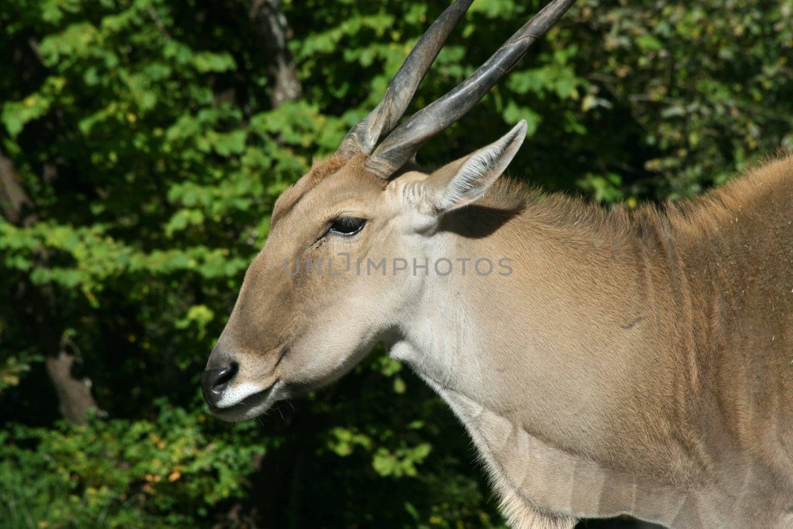 a Portrait shot of a female eland (Taurotragus oryx).