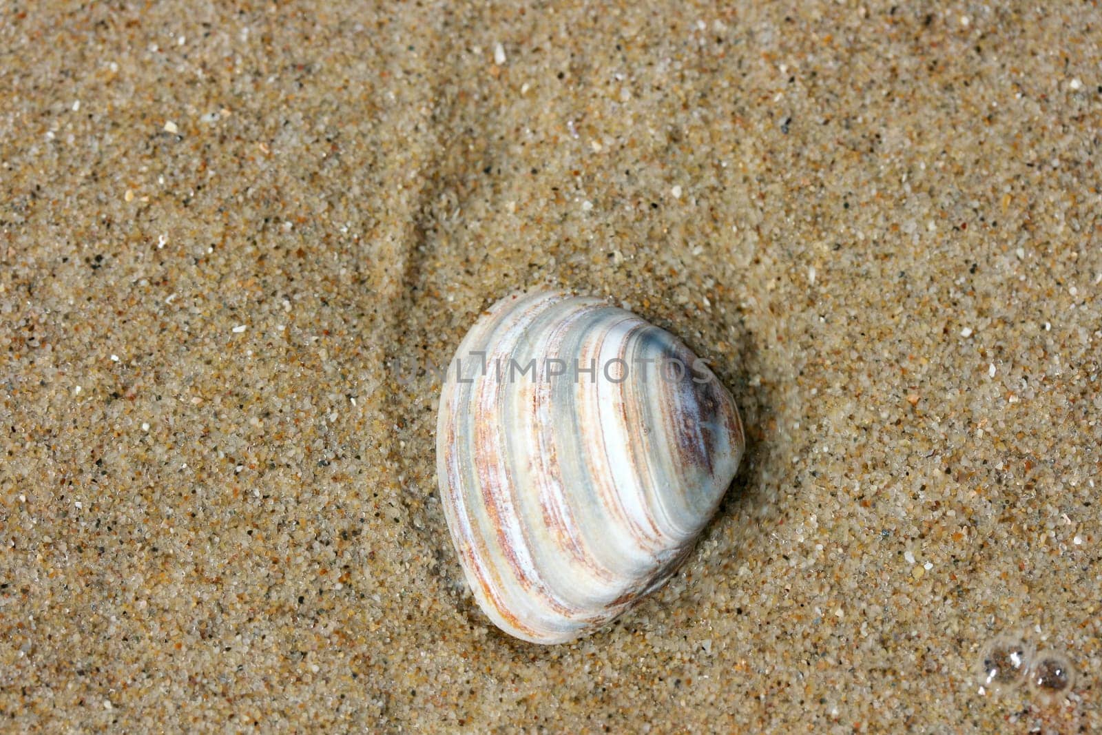 A washed up by the waves seashell lying in the sand