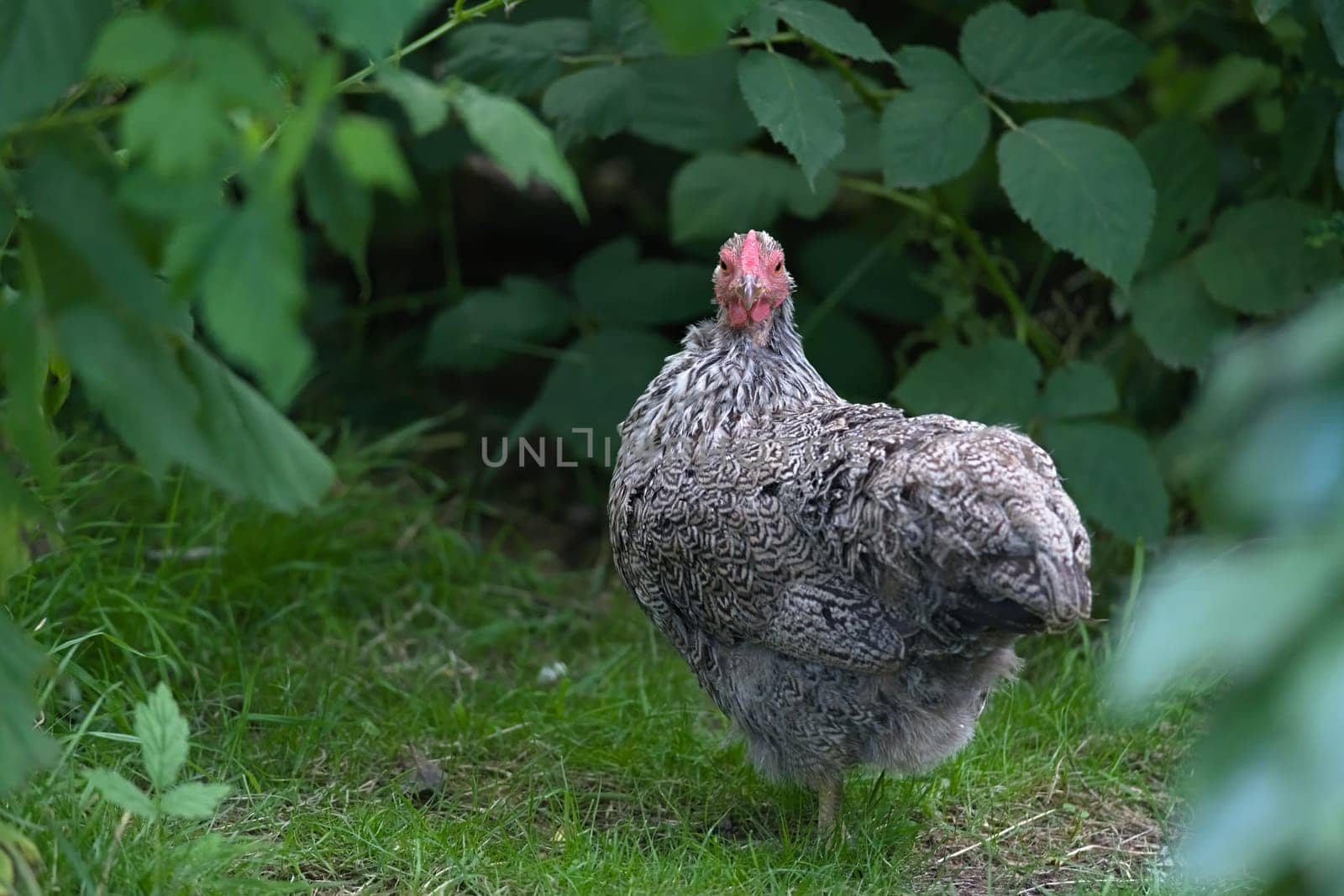 2 - A Mean look is directed at the camera head on by this silver pencilled wyandotte small pet chicken. Framed well by deep leafy greenery in a garden