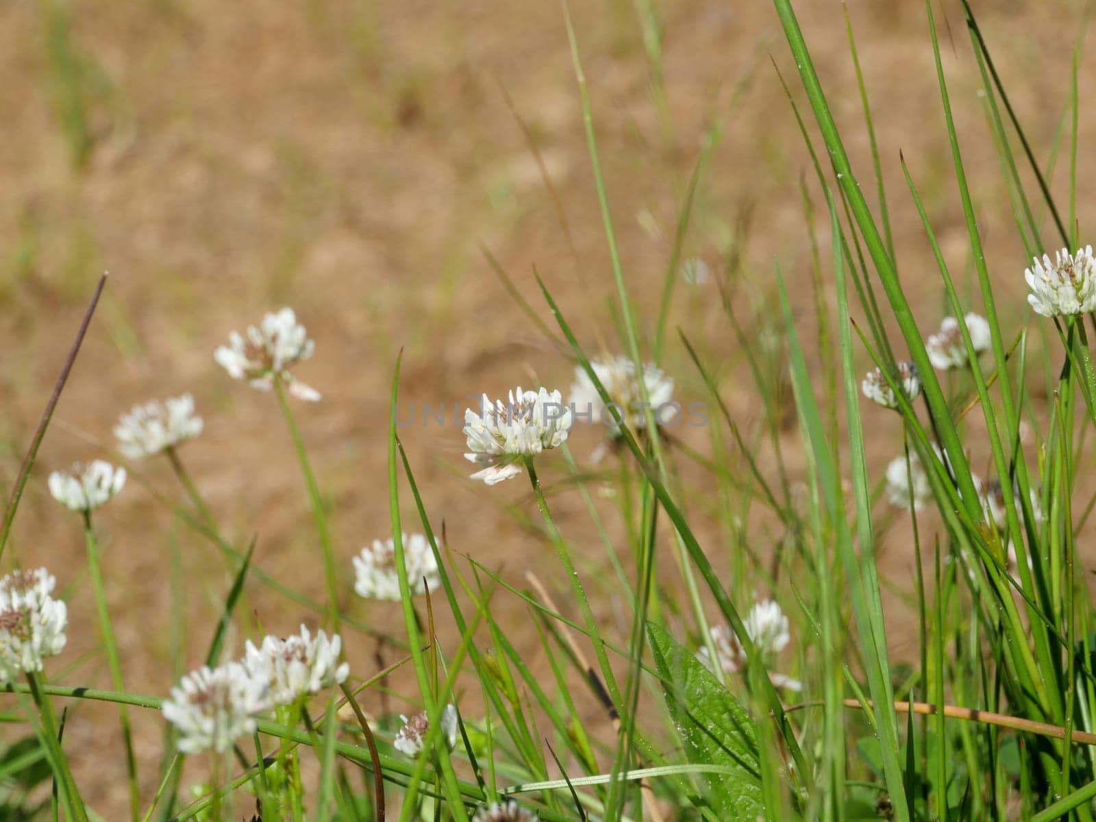 pink clover wildflowers, herbal plant close up