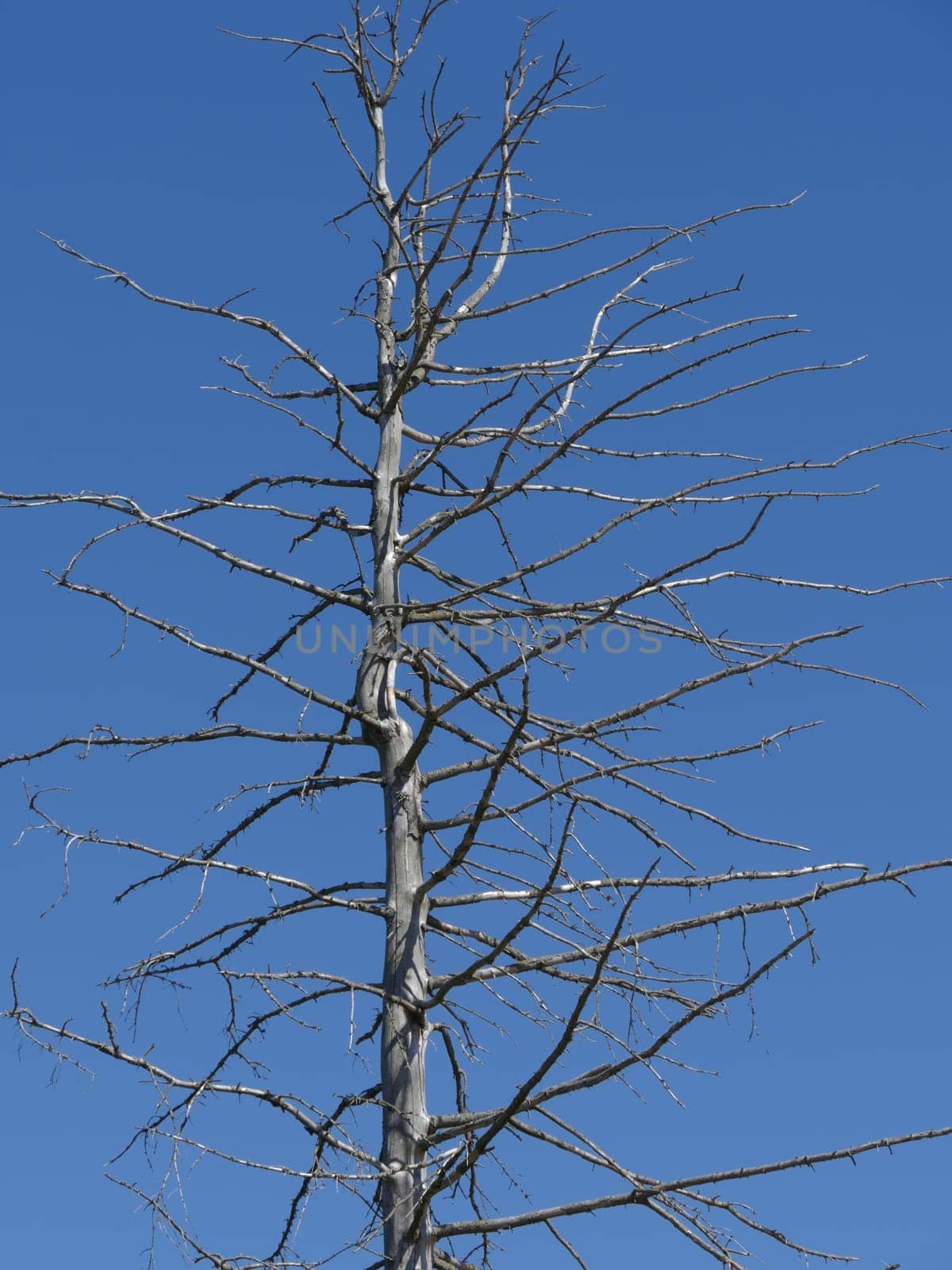 trunk of a dried tree against a blue sky, death from the heat in the desert