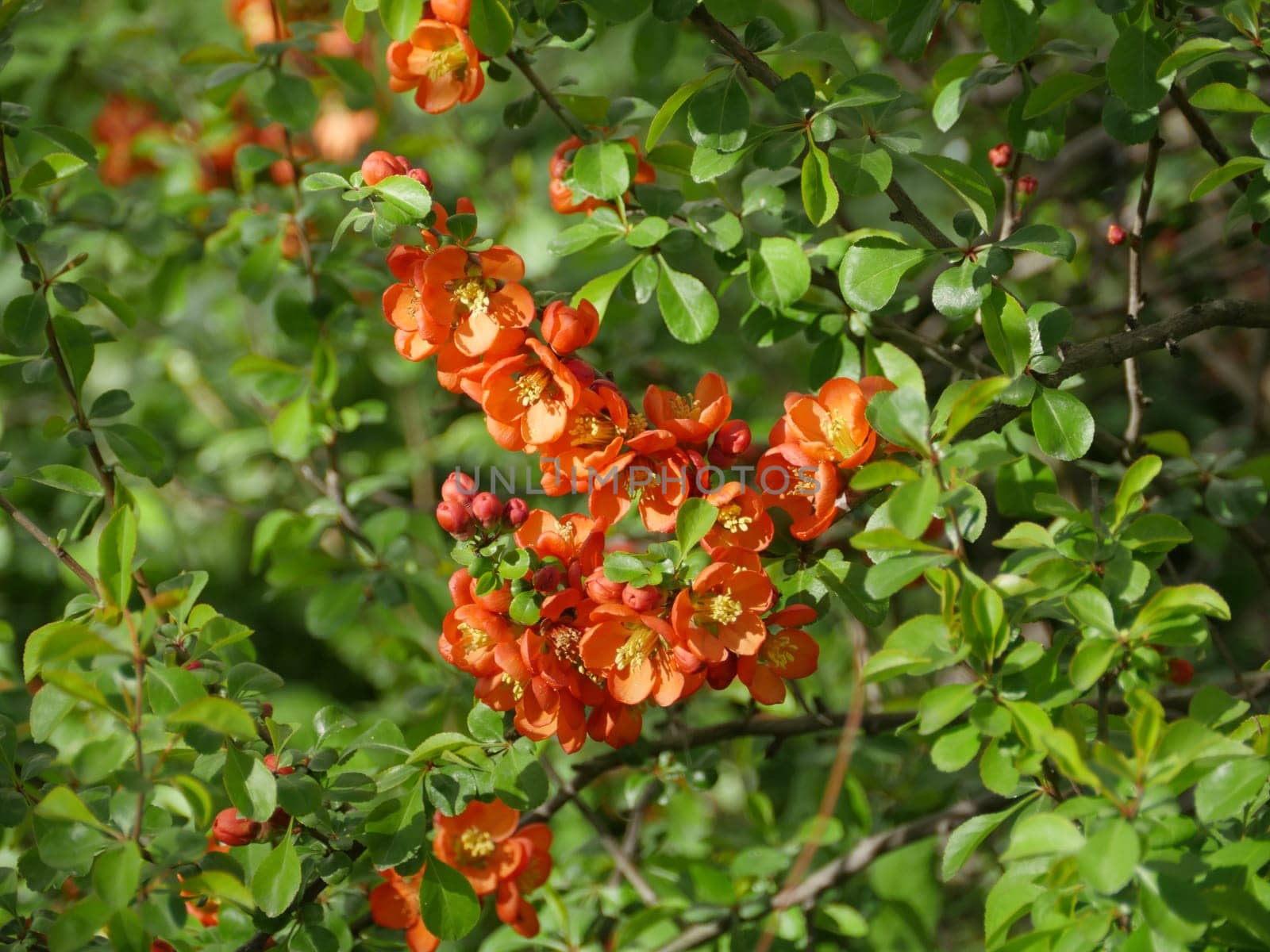 red flowers of blooming quince close-up