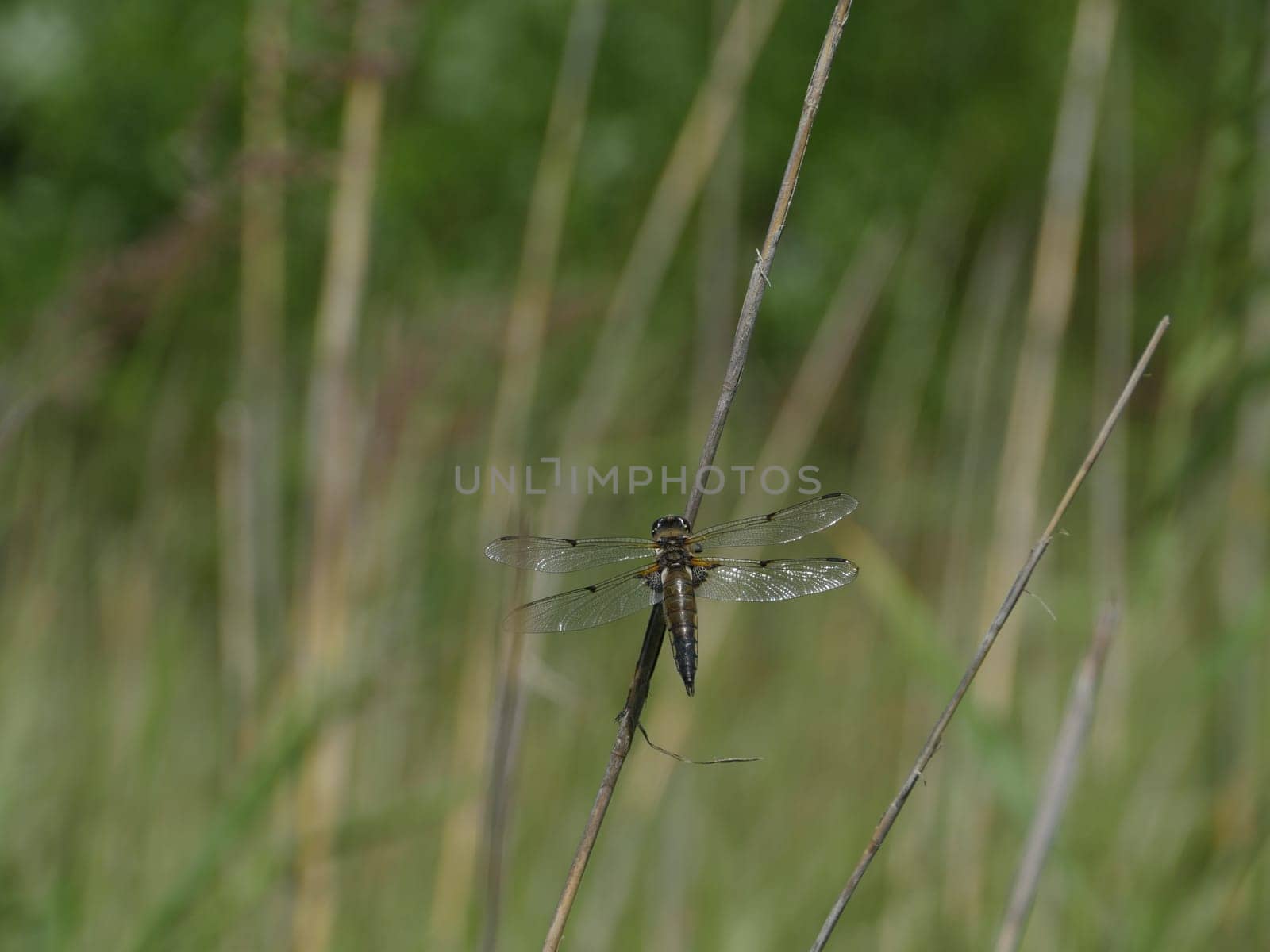 big dragonfly sitting on a branch close to