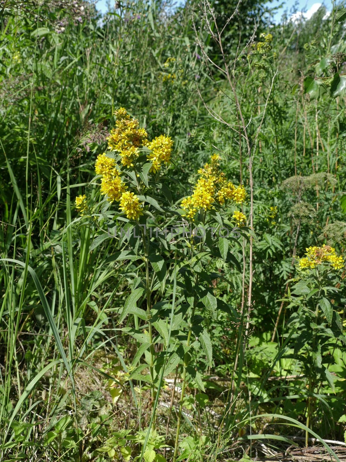 yellow hypericum flowers in nature , herbal medicative plant used in traditional medicine