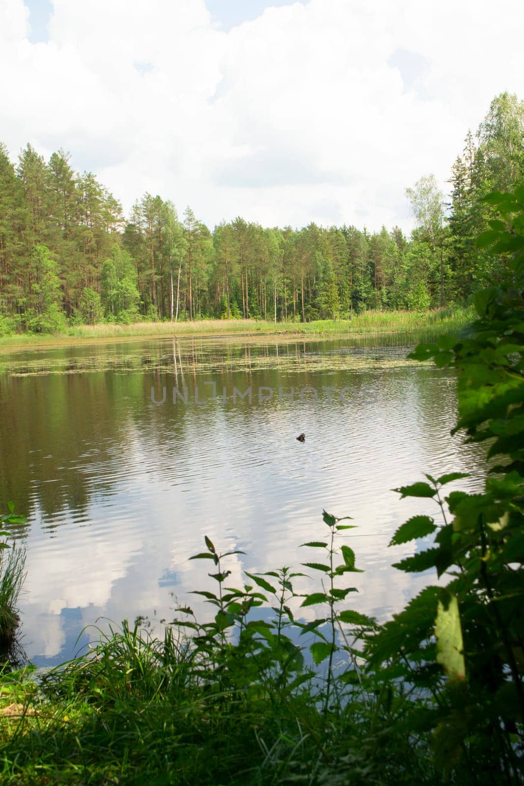 Forest lake under blue cloudy sky, landscape in Belarus, vertical image