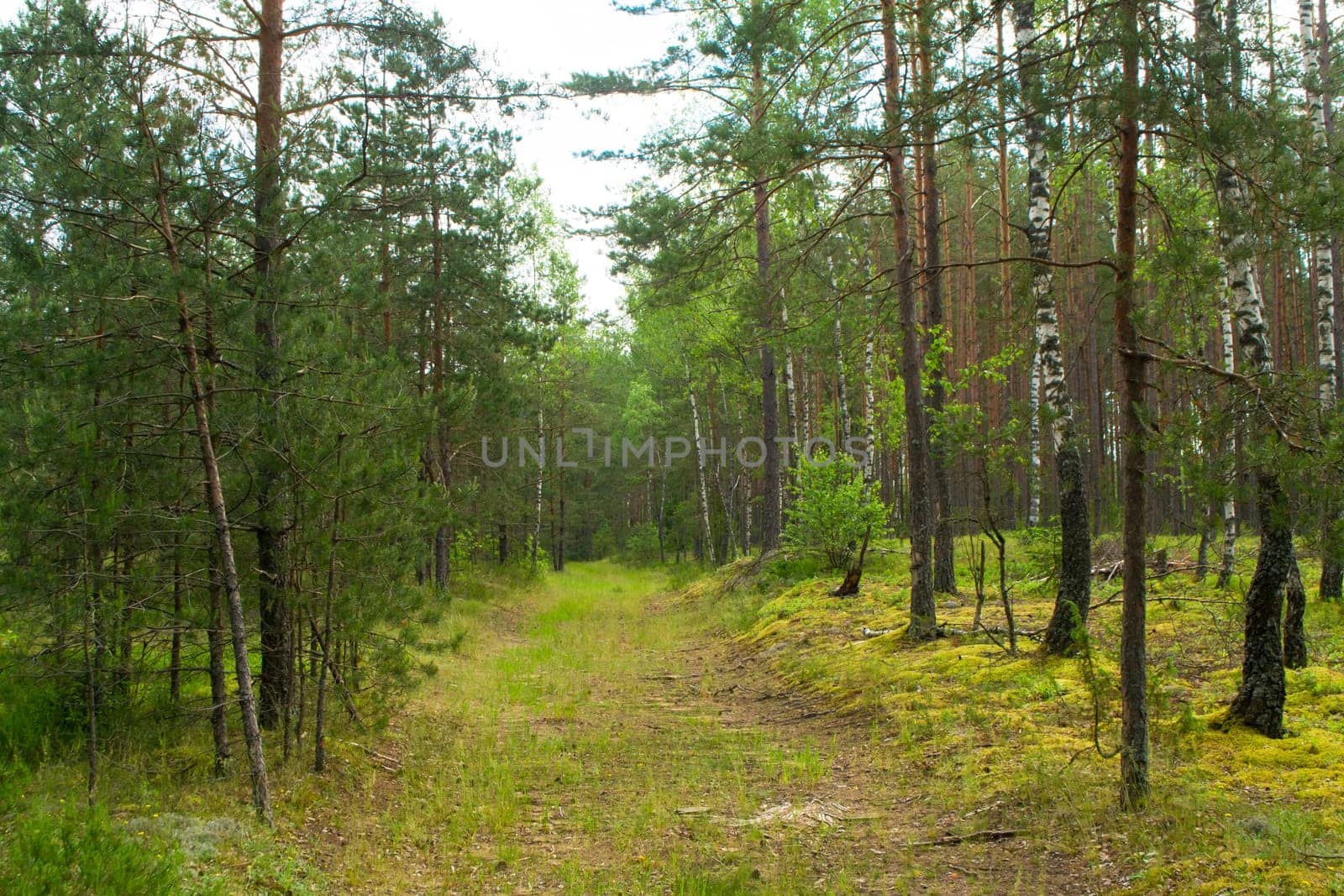 Natural deep forest road in summer day, landscape in Belarus