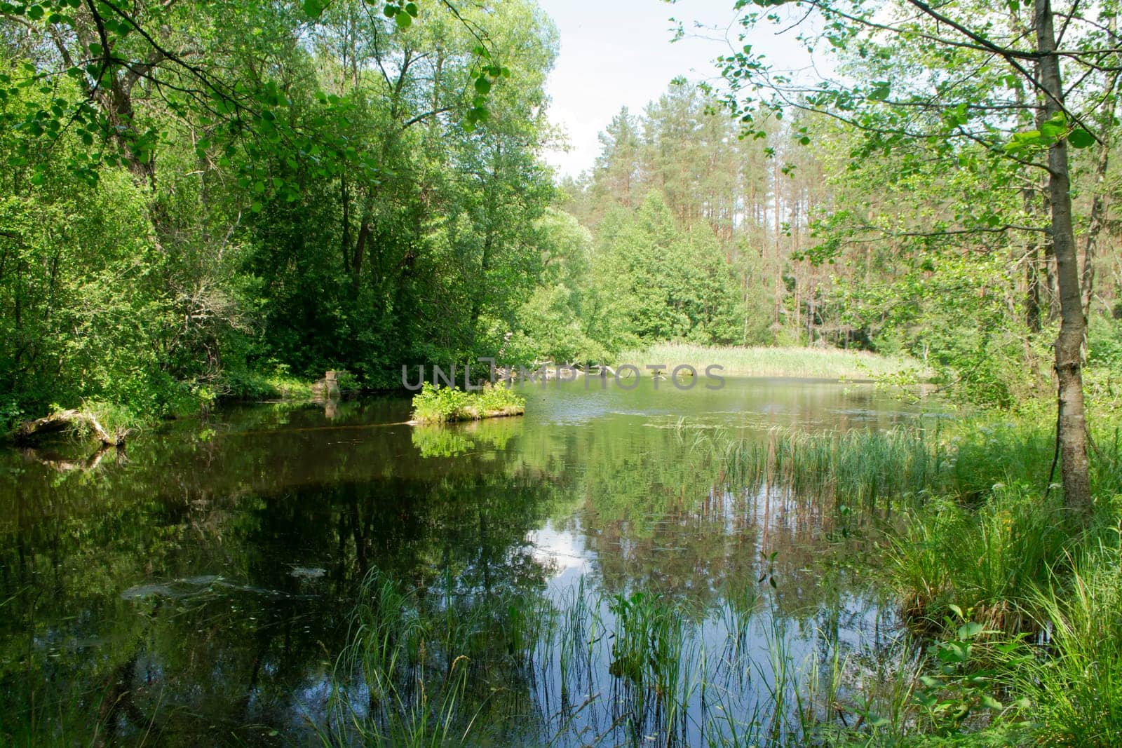 Scenic view of the forest lake in Belarus, eco calm concept
