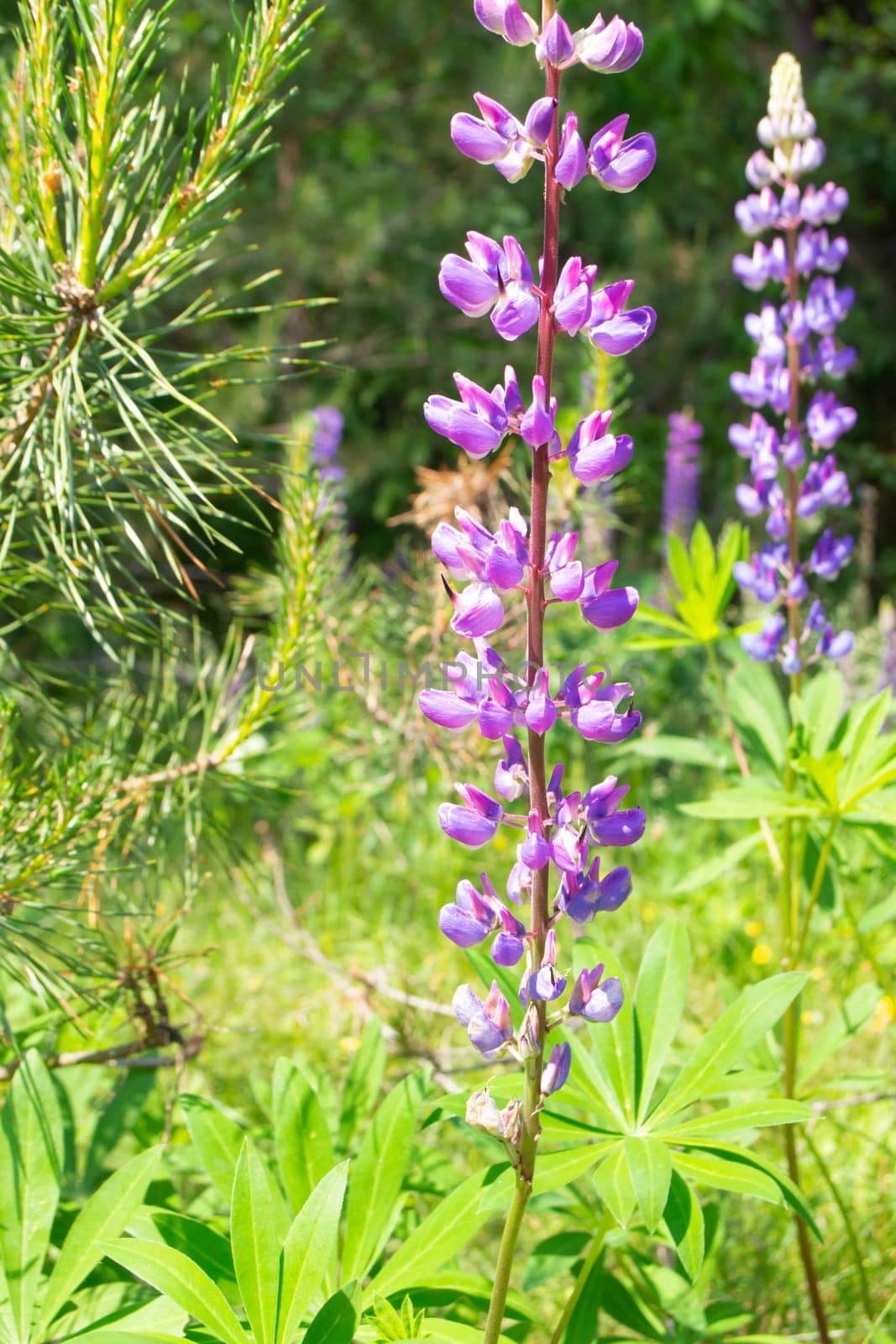 Blooming lupine flowers - Lupinus polyphyllus - wild forest of Belarus. Vertical image