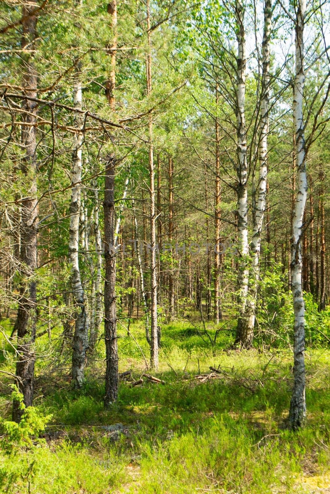 deep wild forest in Belarus, mixt trees, vertical image