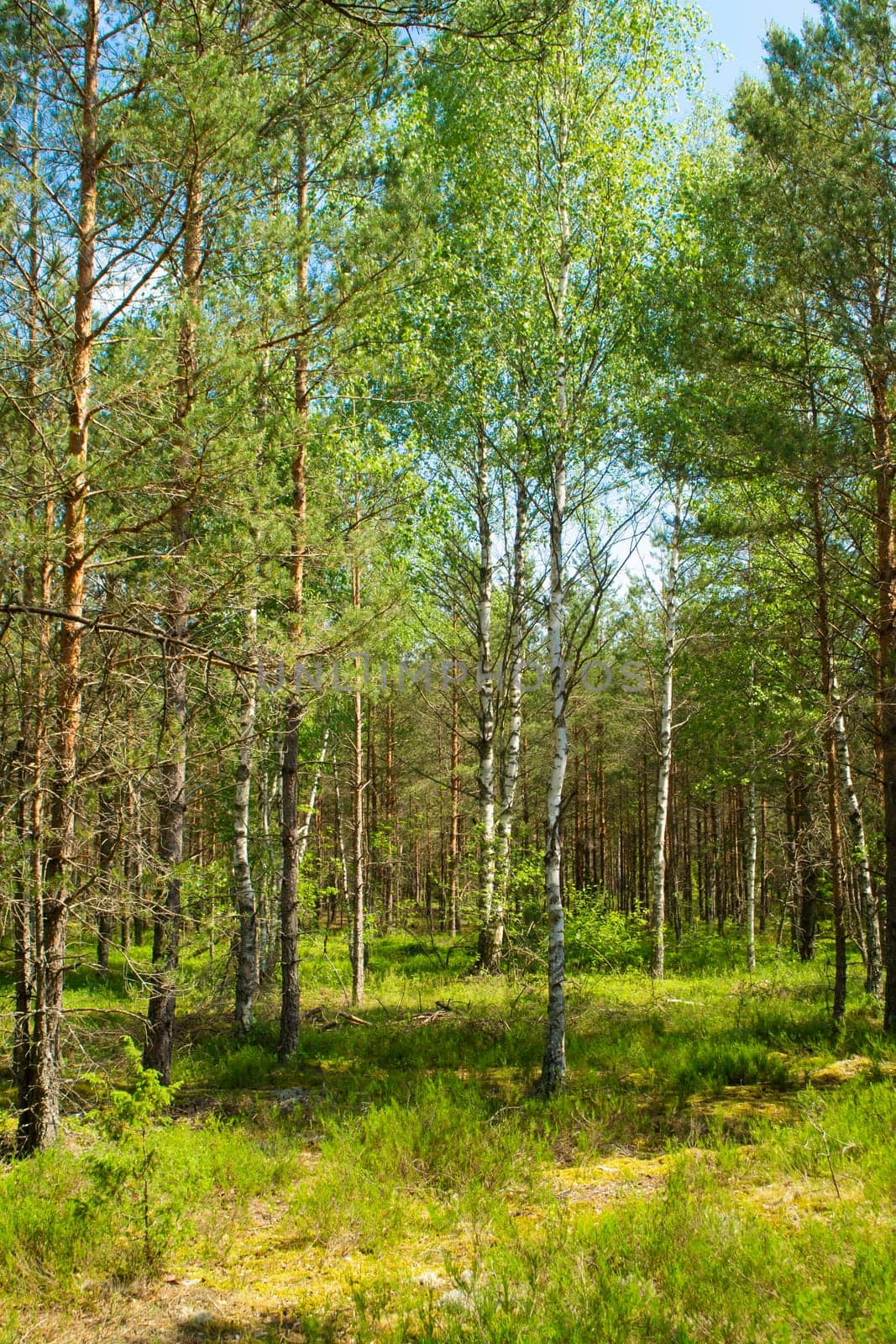 The primeval forest with mossed ground, Belarus, vertical image
