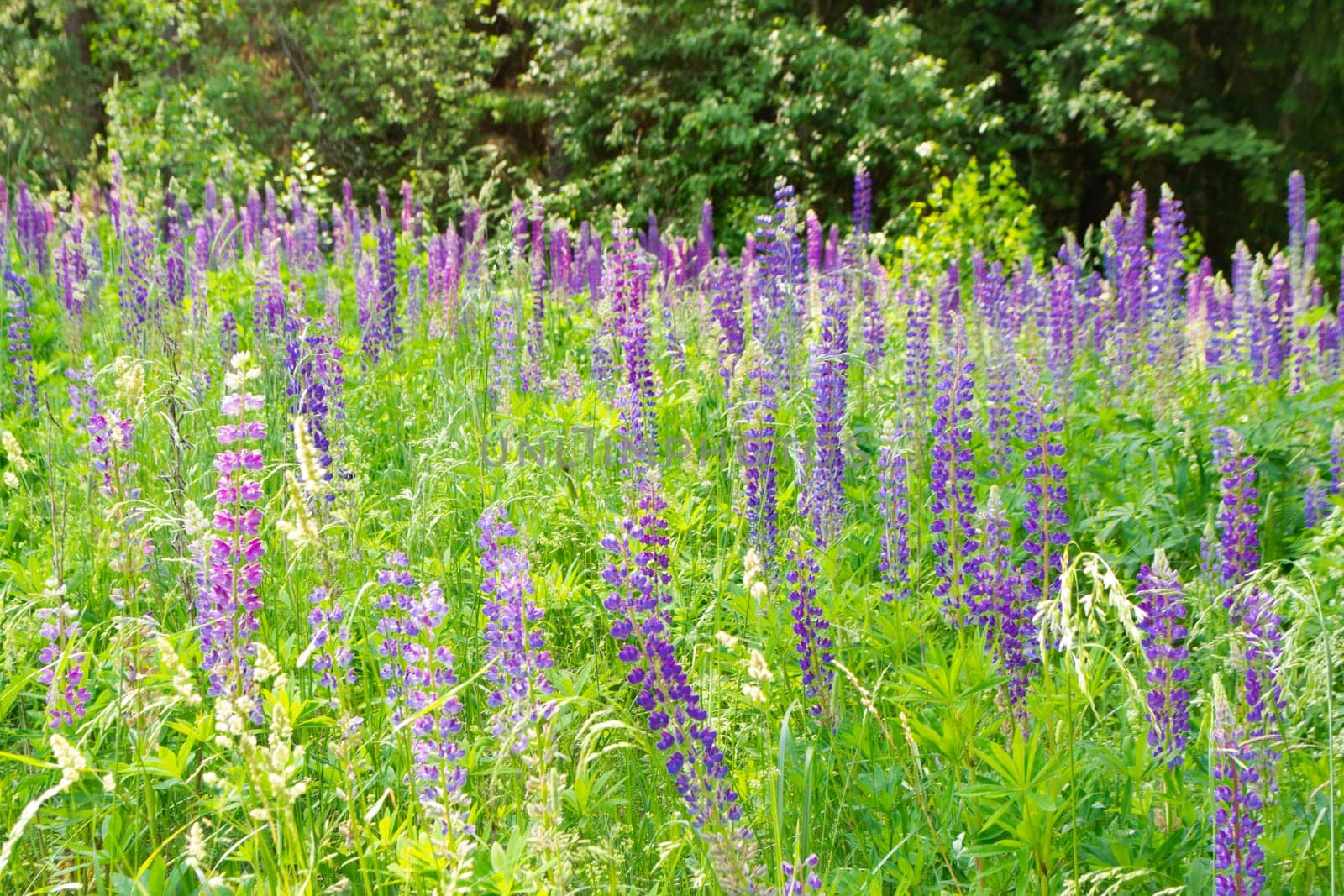 Forest clearing overgrown with blue lupines or Lupinus. Wild nature of Belarus