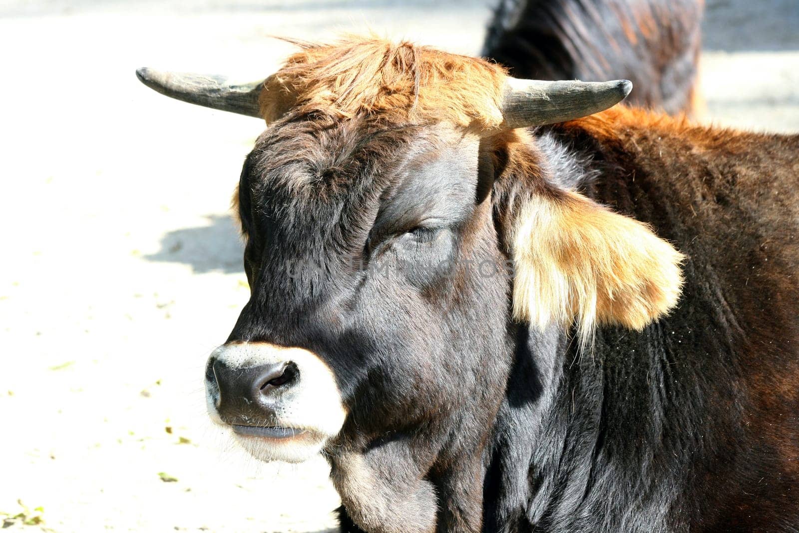a portrait image of a black cow .