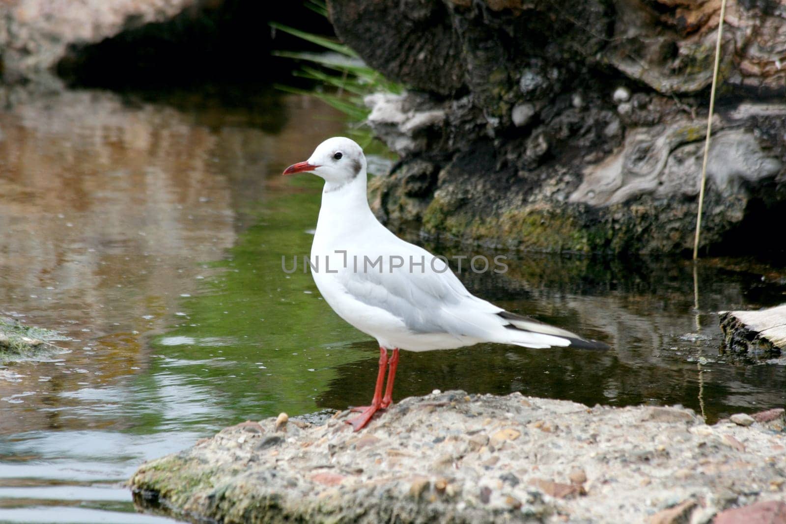 A white head laugh gull (Larus novaehollandiae) sits on a rock.
