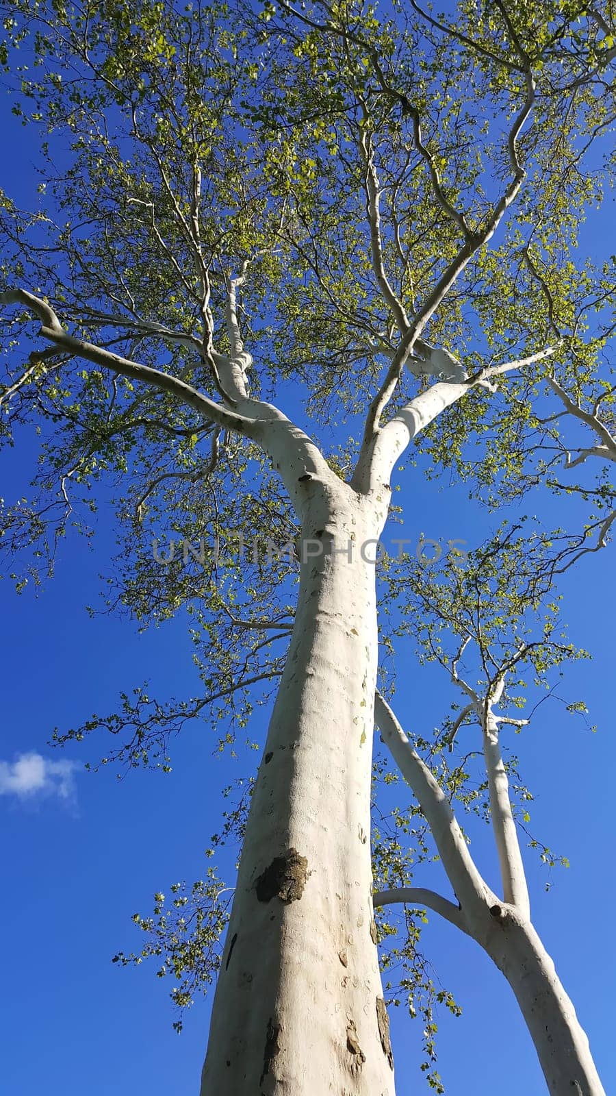 Historic tree of Tauberbischofsheim as a background