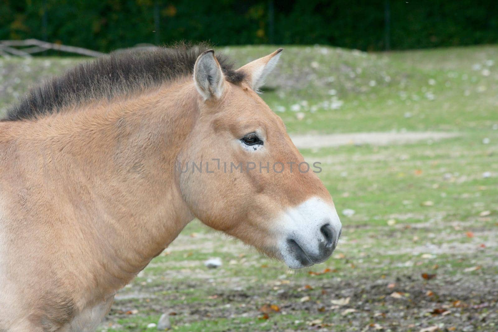 The Przewalski's Horse (Equus ferus przewalskii) is the only wild horse that has survived in its wild form today