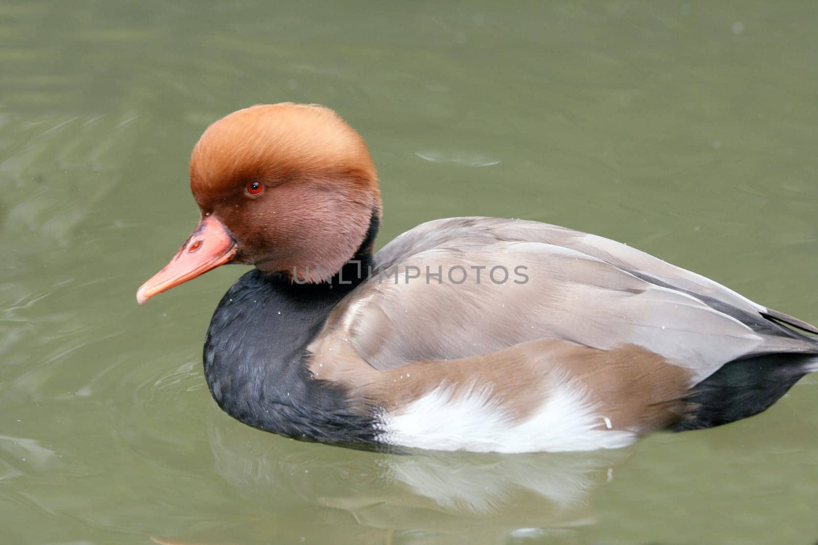 A male Red-crested Pochard (Netta rufina) in water