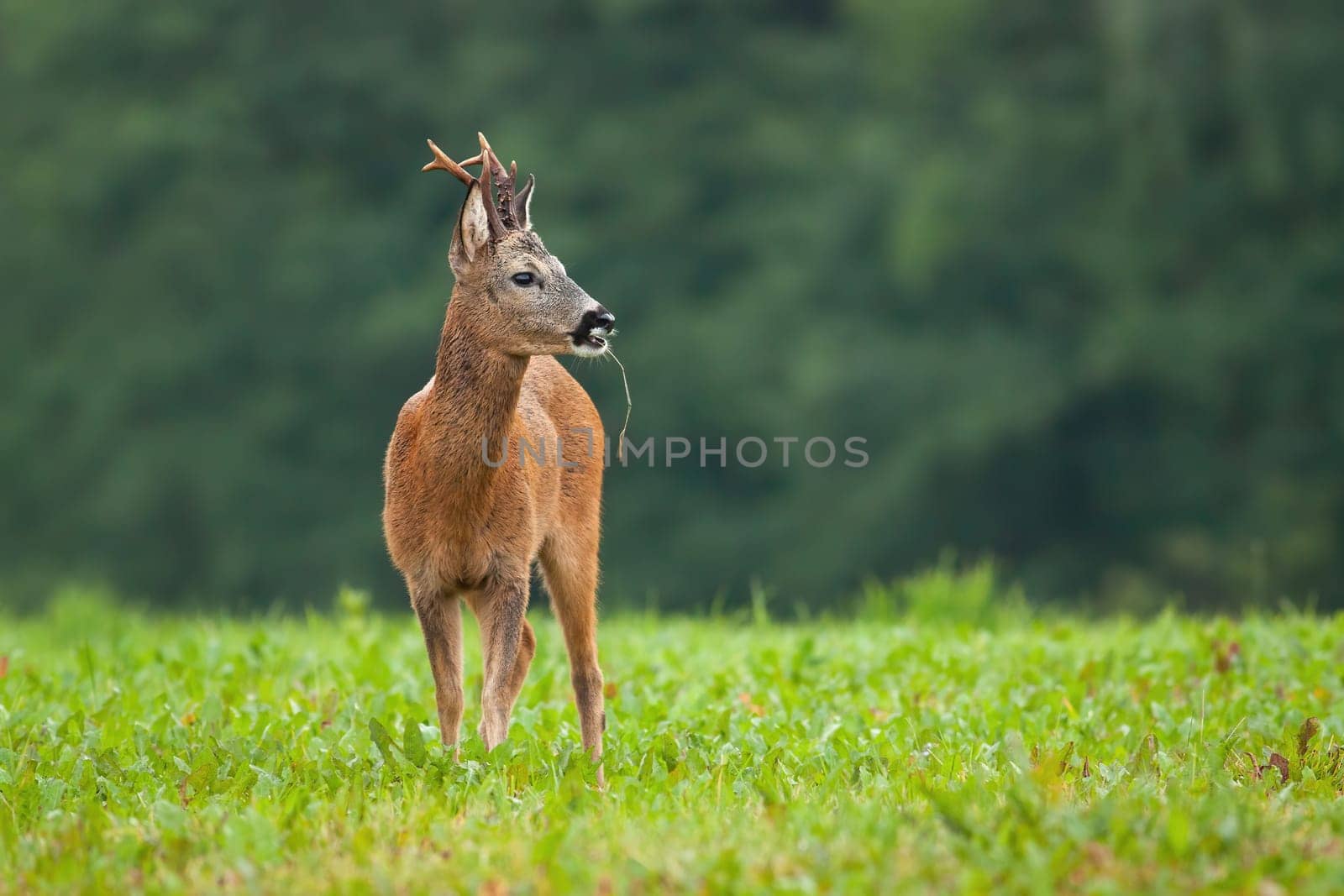 Roe deer male, capreolus capreolus, standing on meadow in summer nature. Roebuck looking on grassland from front. Wild mammal with antlers and brown fur observing on pasture.