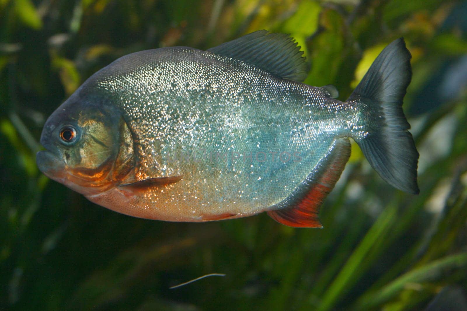The red piranha (Pygocentrus nattereri), a predatory fish from South America.