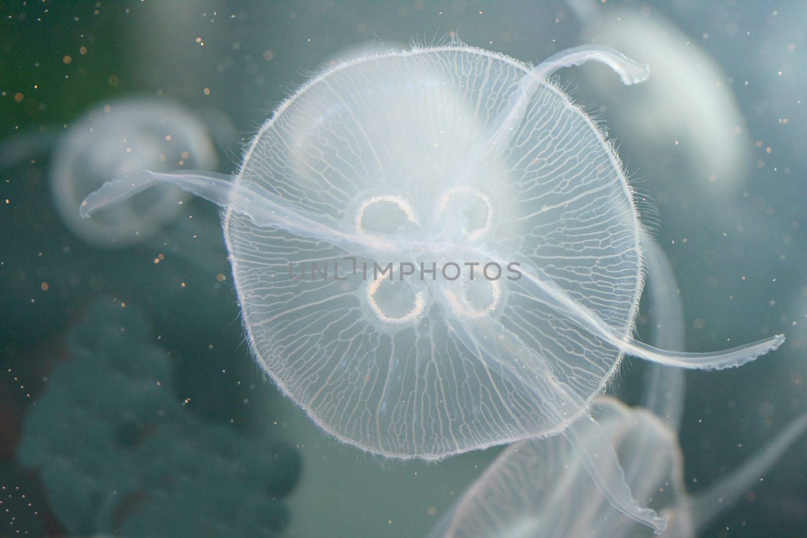 An almost transparent jellyfish floating in the water.