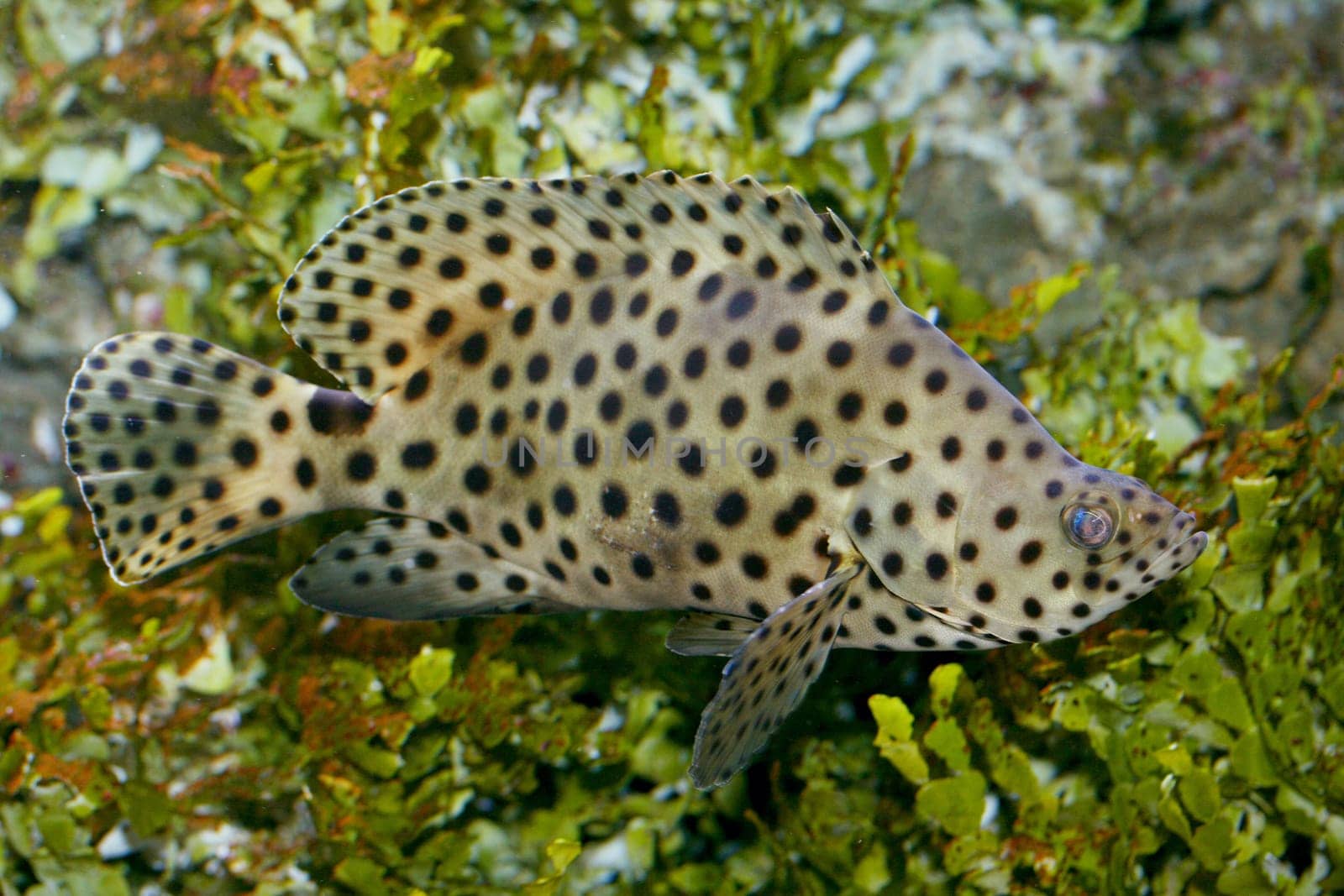 The humpback grouper (Cromileptes altivelis) is a perch of the family Serranidae.
