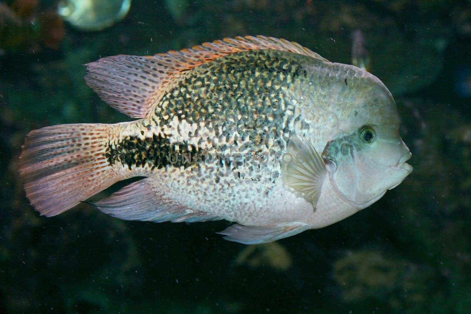 A male fish, (Paratheraps synspilum) in side view .