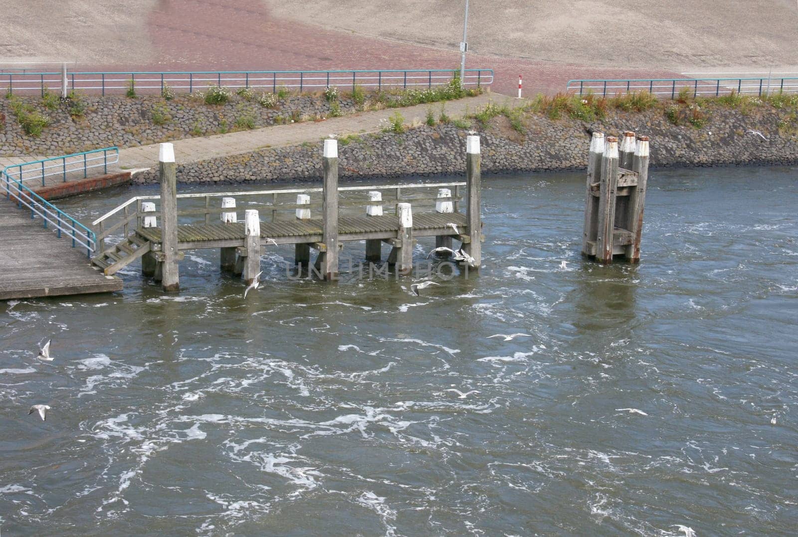 some Seagulls sitting in the harbor on stilts