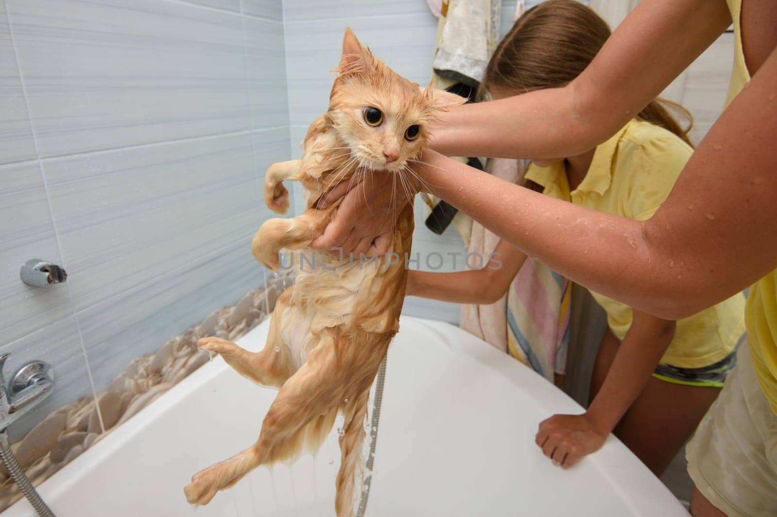 Wet bathed red cat held over bathtub