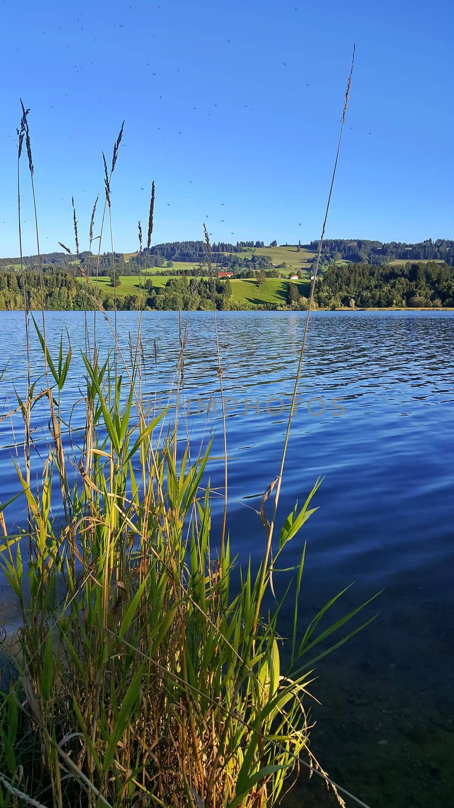 The Rottachsee near Sulzberg is a reservoir