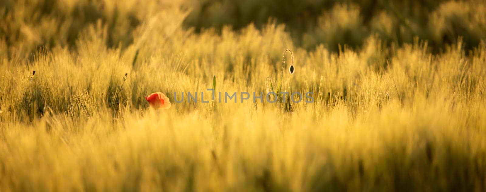 Wild poppy flower close-up. Fresh summer background.