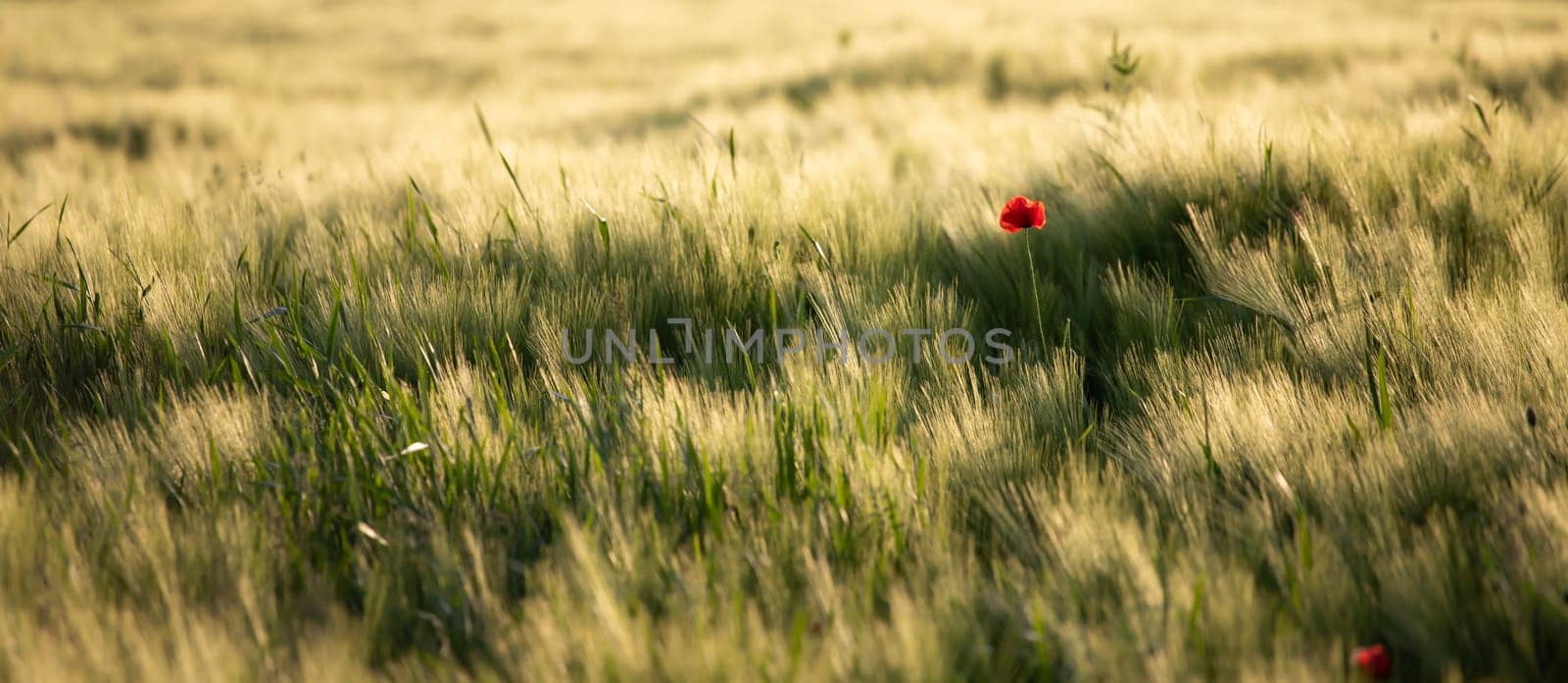 Wild poppy flower close-up. Fresh summer background.