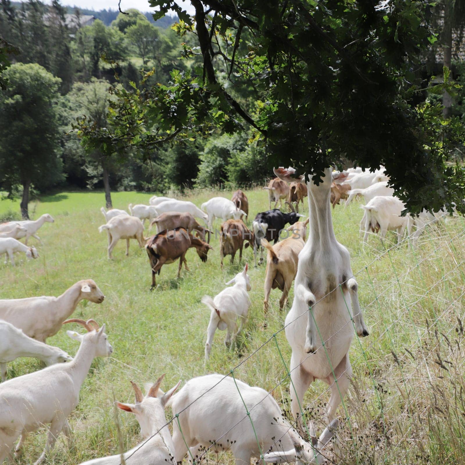 Flock of domestic goats (Capra aegagrus hircus) on pasture, Bad Münstereifel, North Rhine-Westphalia, Germany