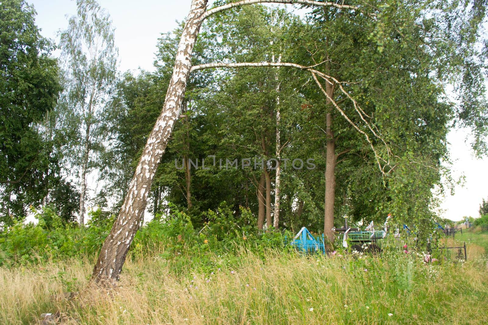 Old cemetery in Belarus. Birch trunk and cross on the grave. Summer