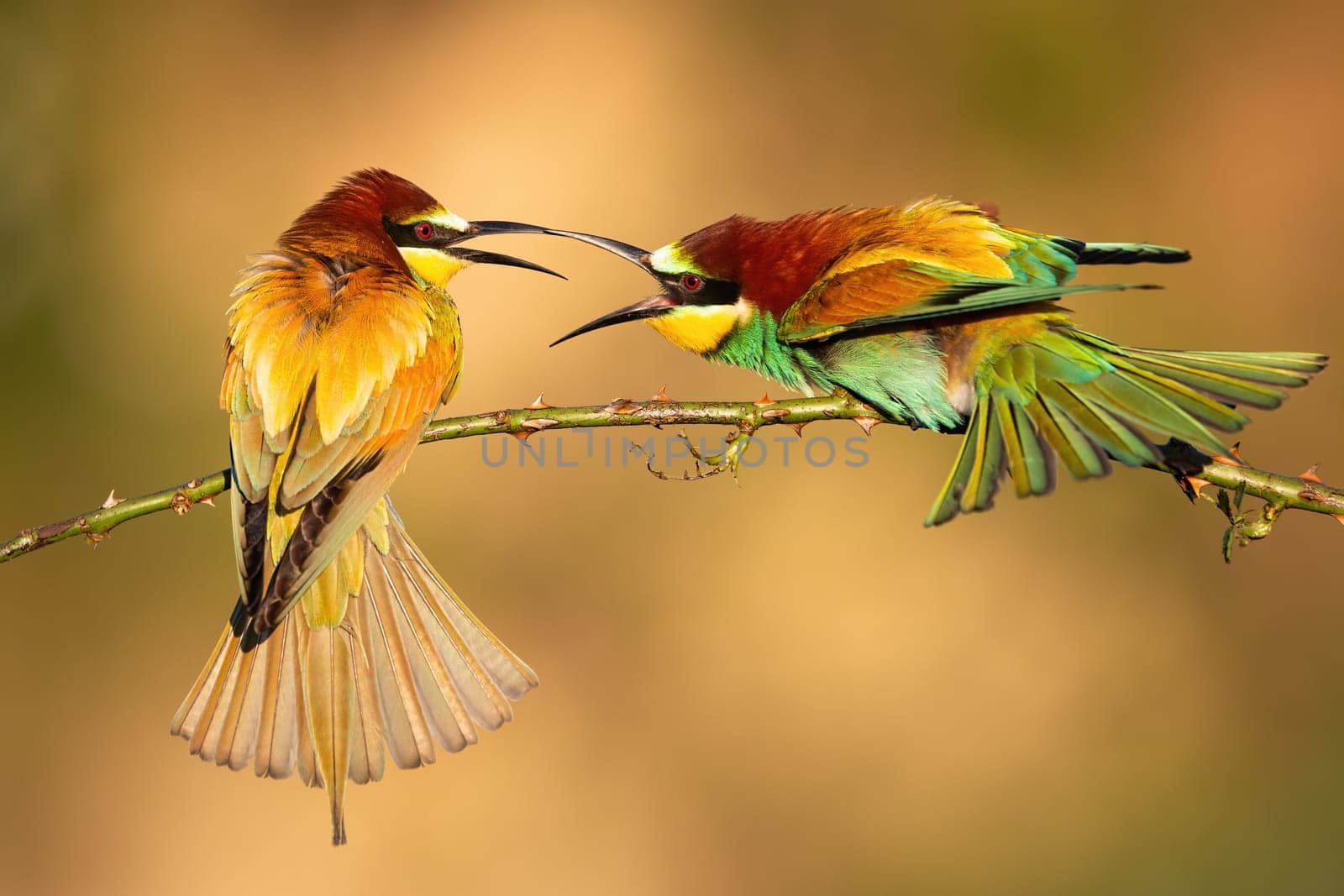 Two european bee-eaters, merops apiaster, fighting on branch in summer. Rivalry multicolored birds with long beaks attacking each other on bough.