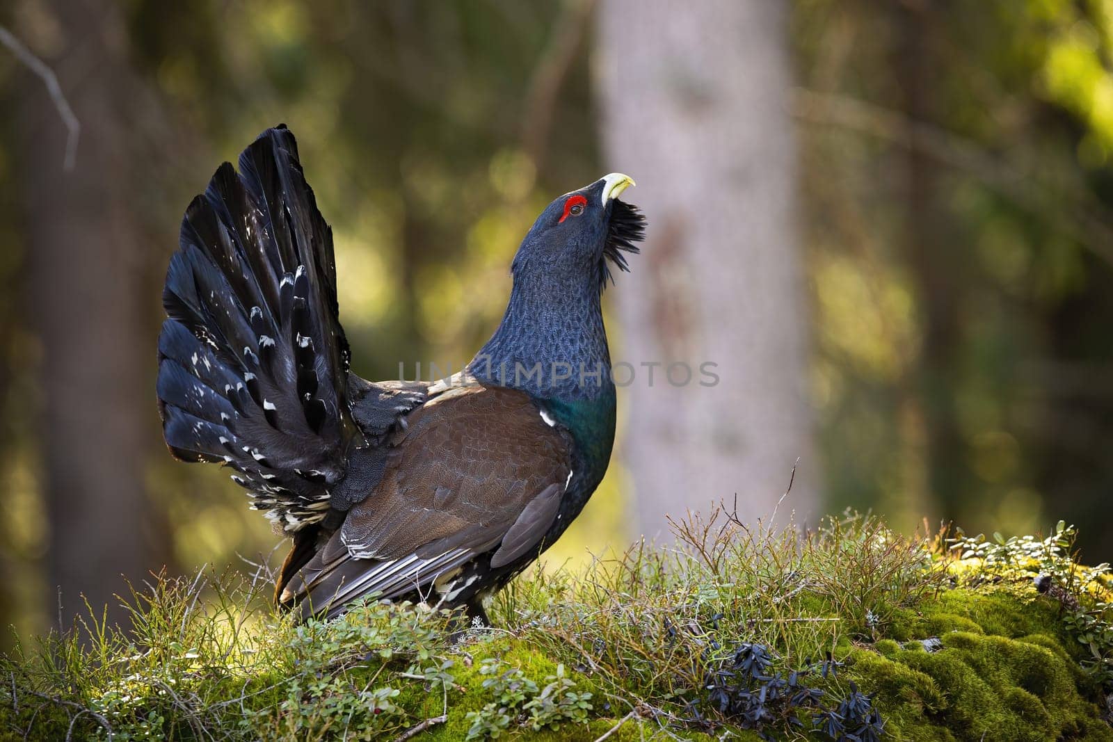 Male western capercaillie, tetrao urogallus, lekking in forest in spring. Territorial bird with dark blue feathers showing on rock with moss. Wild wood grouse standing in green nature.