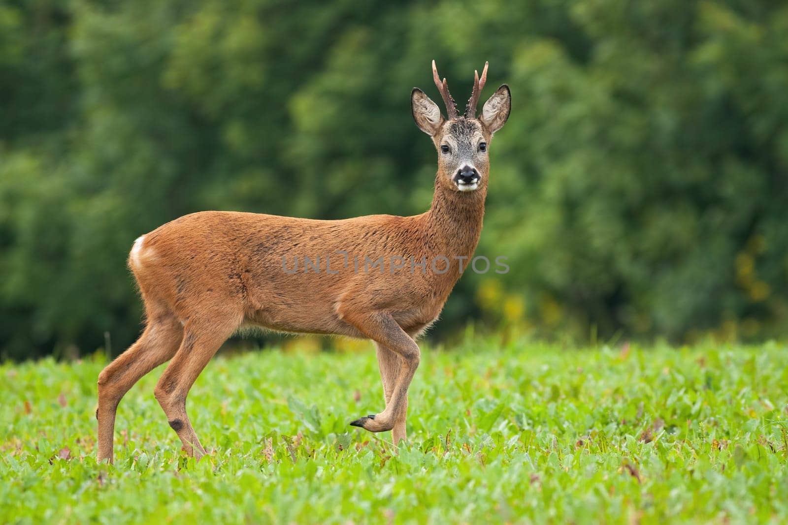 Roe deer, capreolus capreolus, male standing on meadow in summertime nature. Wild mammal walking from side view and looking to the camera on green field. Roebuck staring on glade.