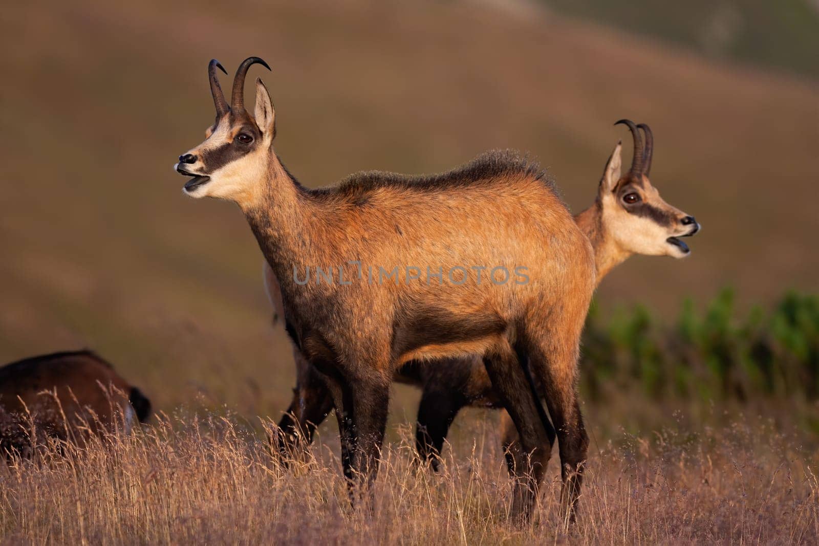 Two tatra chamois, rupicapra rupicapra tatrica, calling in mountains in summer nature. Pair wild goat bleating on meadow from side view. Carpathian mammals with horns standing in grass with open mouth.