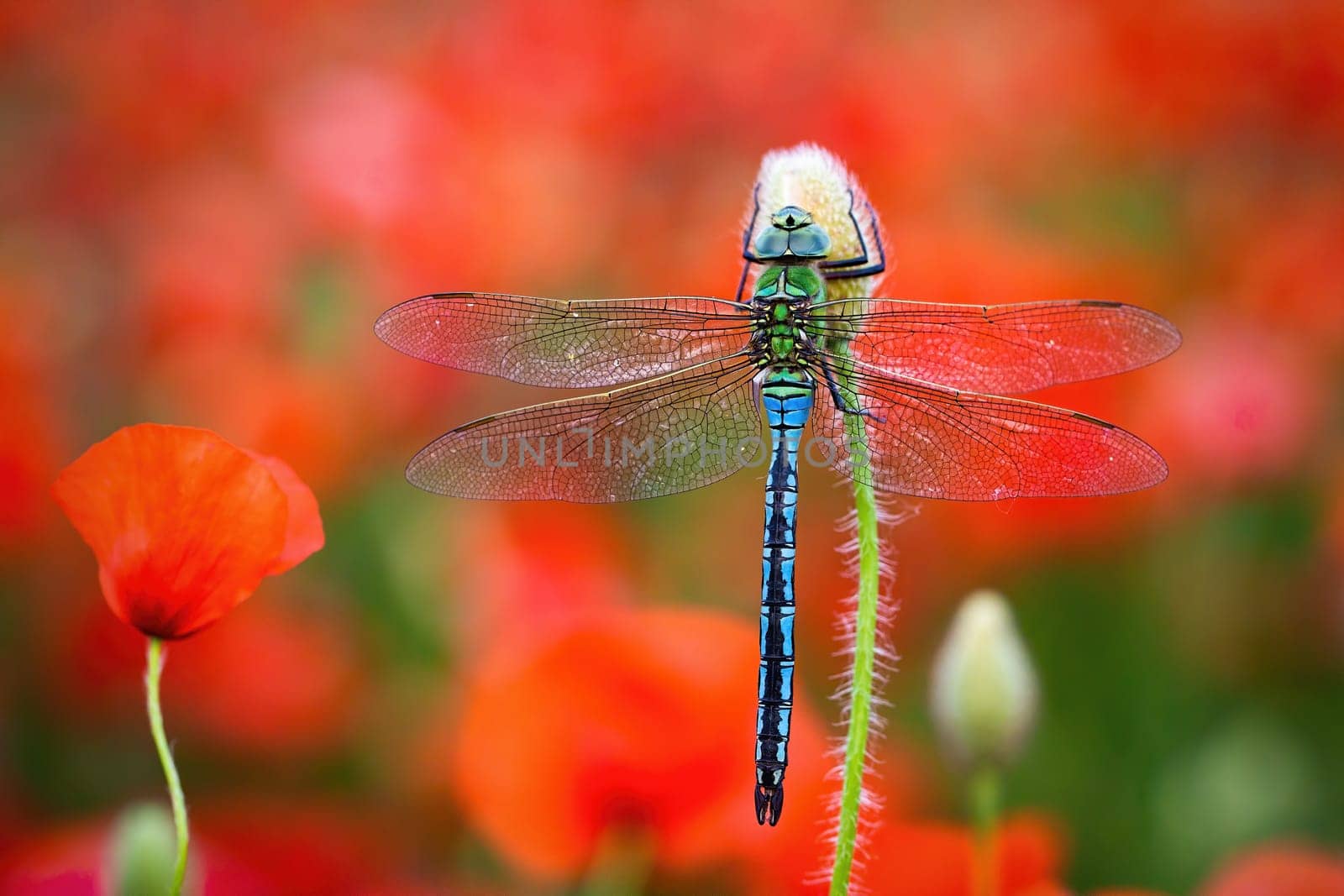Southern migrant hawker, aeshna affinis, resting on red flourishing flower. Male insect in vivid environment. Colorful dragonfly perched in nature from close up.