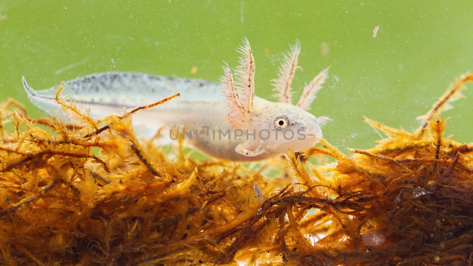 Danube crested newt, triturus dobrogicus, swimming in marsh under the water in wetland. Small colored larva looking to the camera.