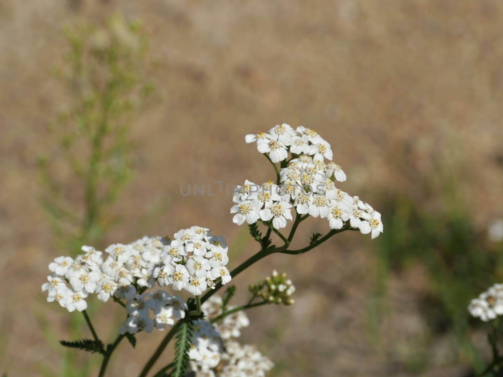 inflorescence of white flowers of yarrow, herbal plant