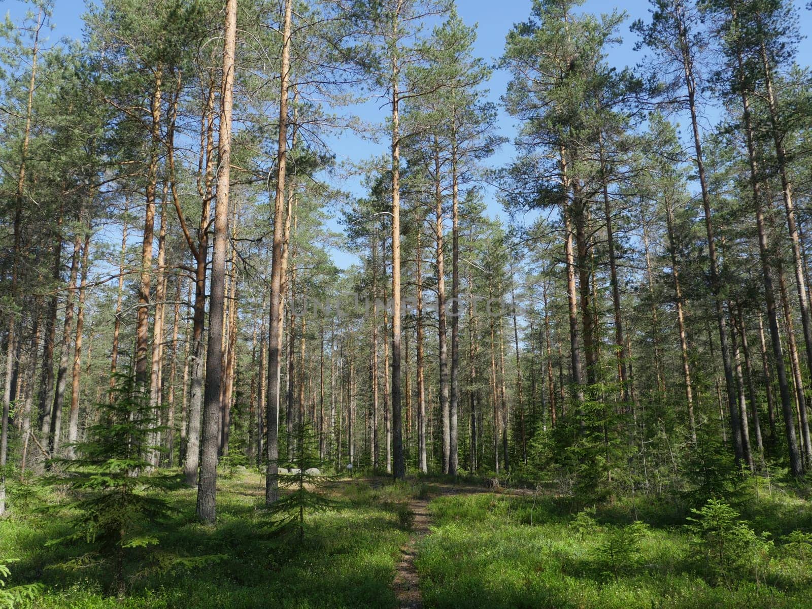 pine forest in summer beautiful landscape with footpath