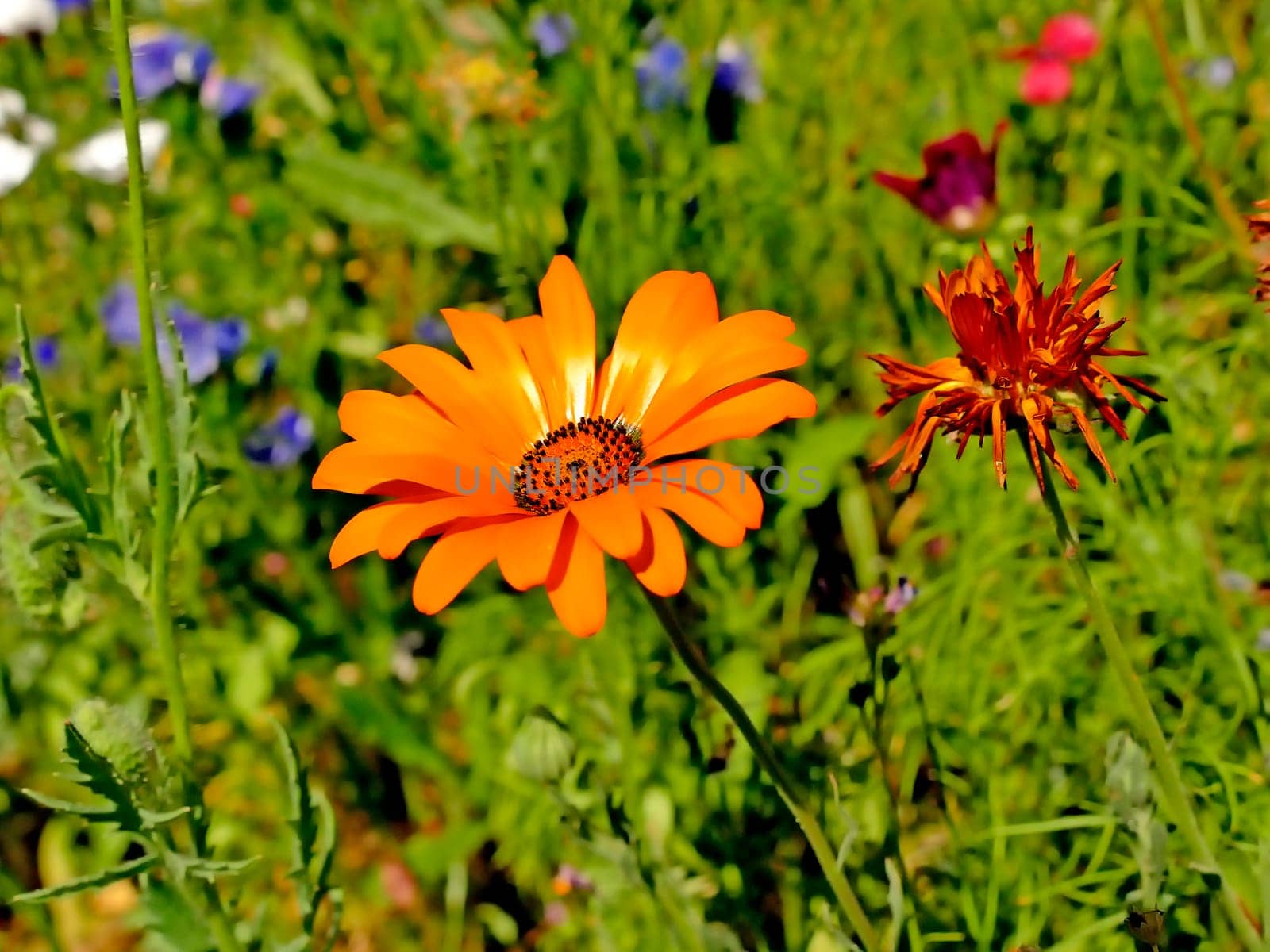 marigold in a meadow with a lot of colorful flowers